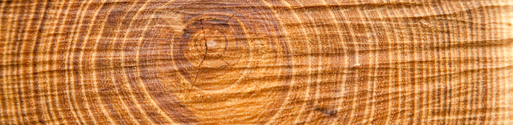 tree age rings