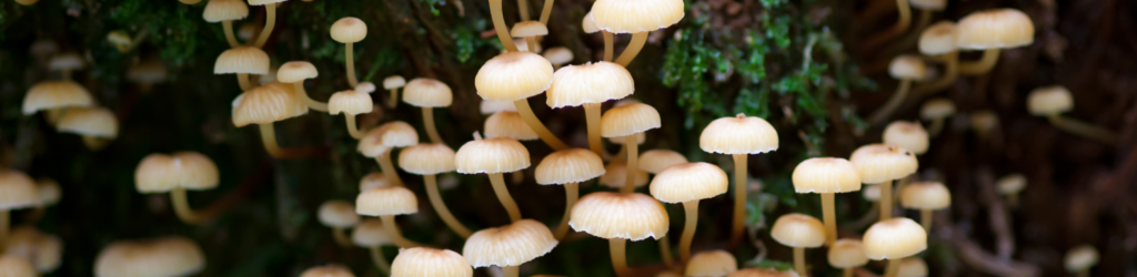 mushroom nature sybiosis