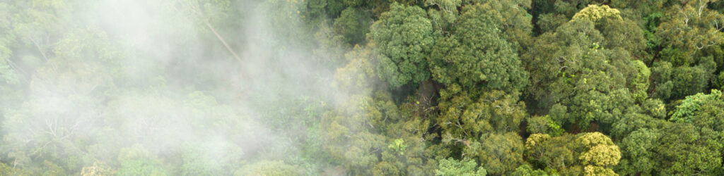 forest fog aerial view
