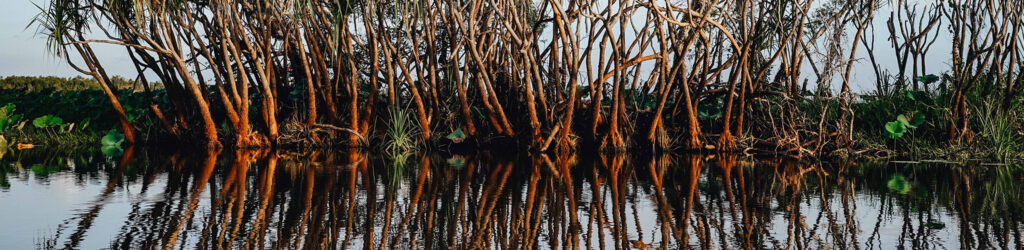 mangrove forest reflection