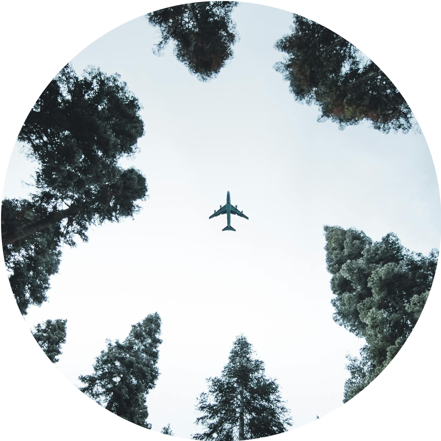 plane above trees